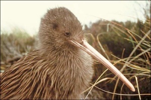 New Zealand's Native Bird